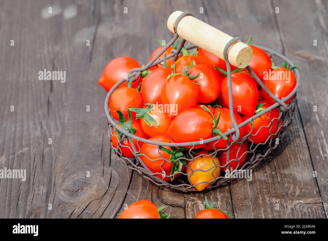 Tomates biologiques cultivées à la maison sur fond de bois. Tomates cerises rouges dans un panier en métal. Culture de légumes. Agriculture, jardinage concept Banque D'Images