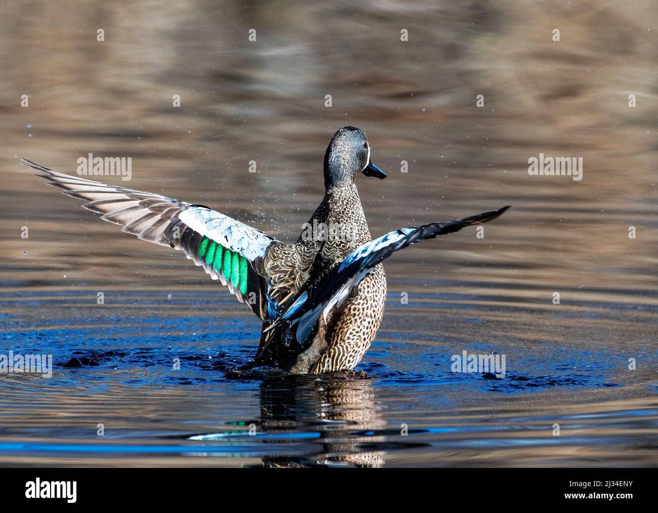 Bleu Drake sarcelle qui s'affiche sur un étang d'eau douce Banque D'Images