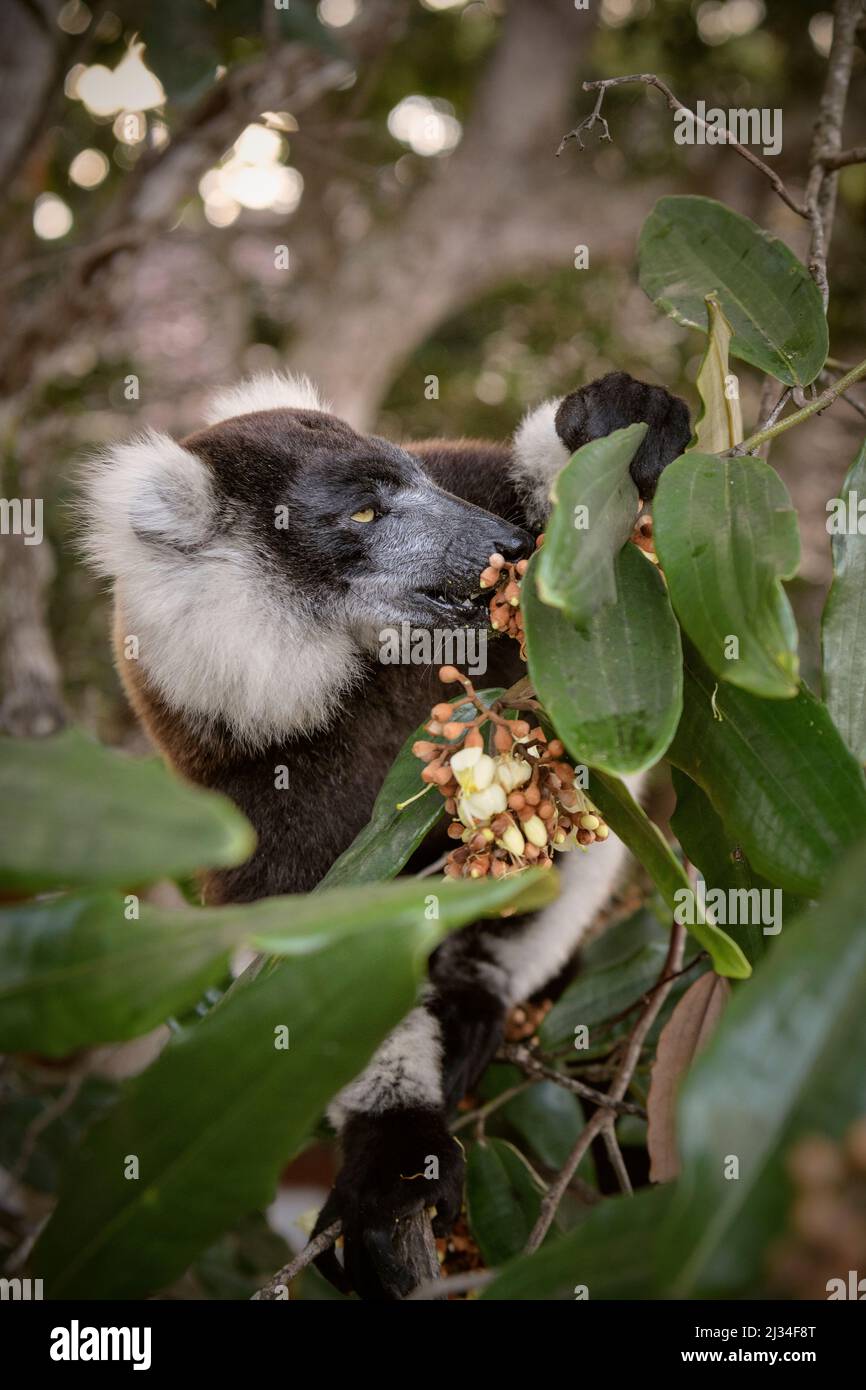 Lémuriens se nourrissant au lac Farihy Ampitabe, Canal des Pangalanes, Madagascar, Afrique Banque D'Images