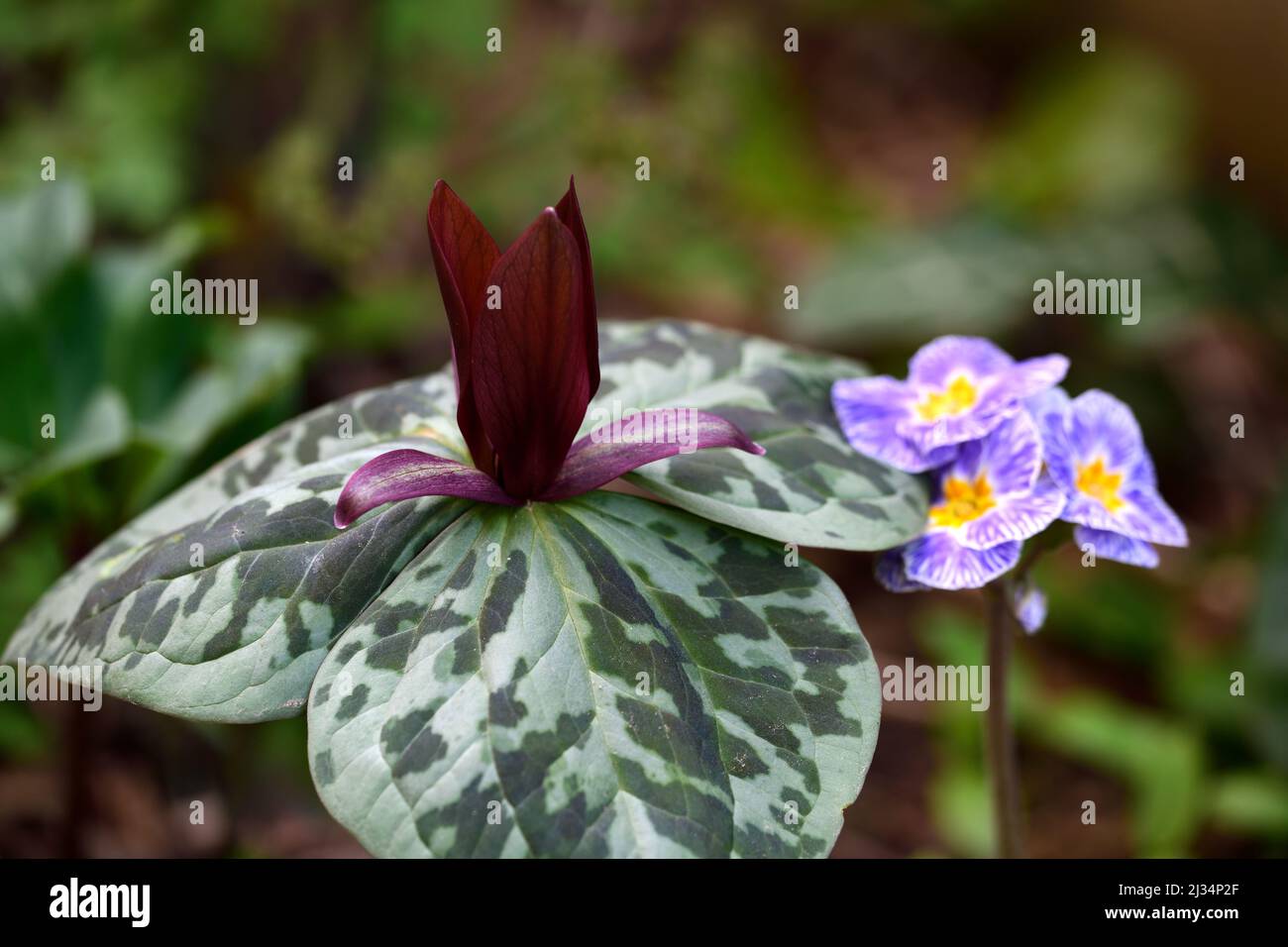 Trillium kurabayashii,pourpre,rouge,fleur,fleurs,rouge,fleur,ombre,ombre,ombragée,bois,boisé,bois,jardin,jardin,trillium Banque D'Images