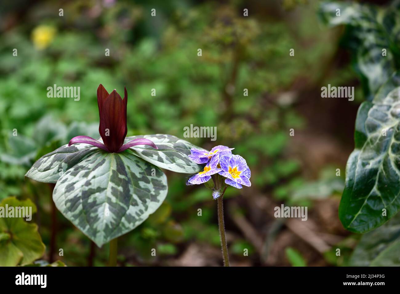 Trillium kurabayashii,pourpre,rouge,fleur,fleurs,rouge,fleur,ombre,ombre,ombragée,bois,boisé,bois,jardin,jardin,trillium Banque D'Images