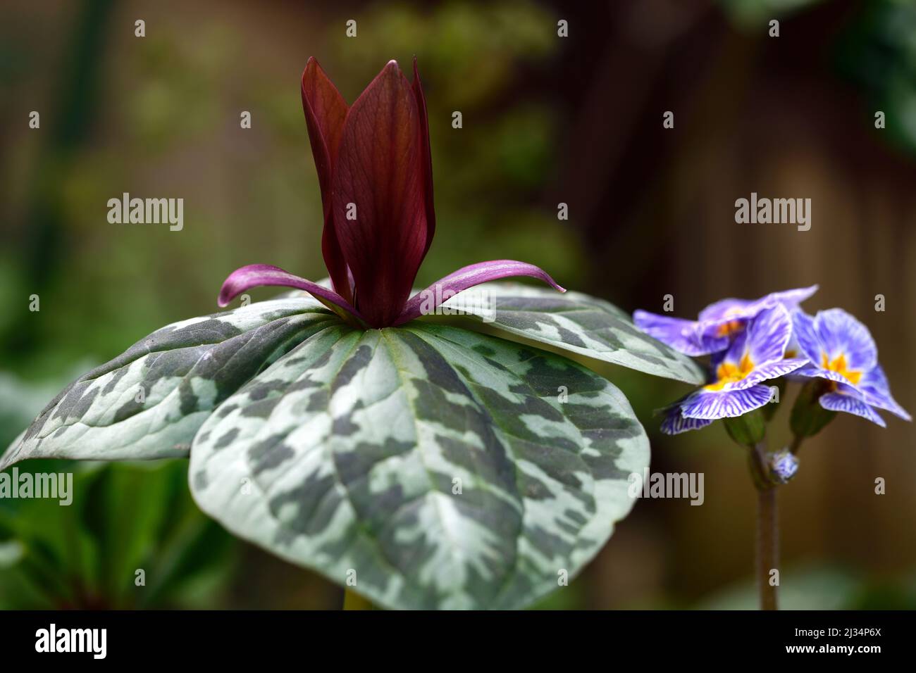 Trillium kurabayashii,pourpre,rouge,fleur,fleurs,rouge,fleur,ombre,ombre,ombragée,bois,boisé,bois,jardin,jardin,trillium Banque D'Images