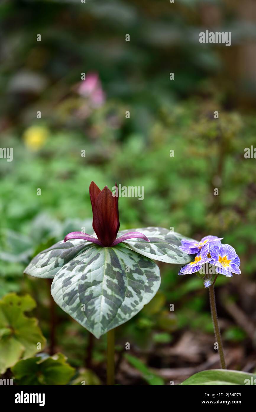 Trillium kurabayashii,pourpre,rouge,fleur,fleurs,rouge,fleur,ombre,ombre,ombragée,bois,boisé,bois,jardin,jardin,trillium Banque D'Images