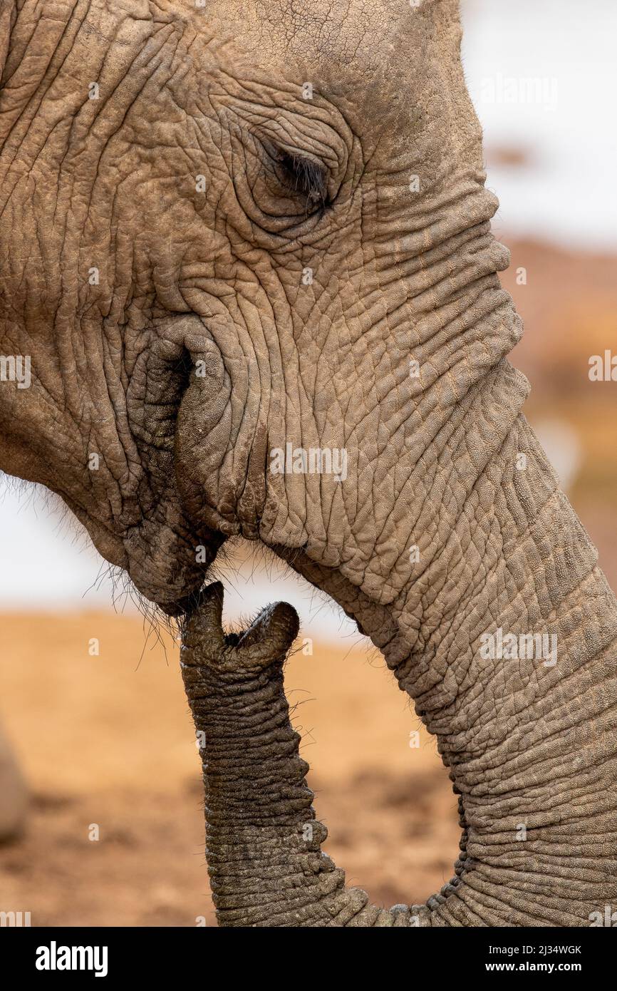 L'eau potable de l'éléphant d'Afrique dans un trou d'eau, le parc national d'Addo Elephant Banque D'Images