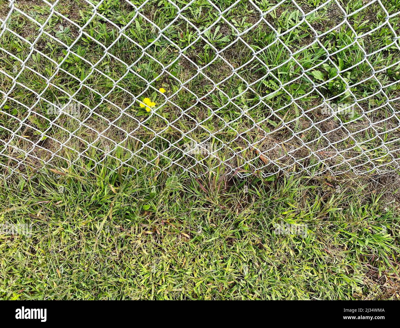 une arrière-cour clôture chaîne lien métal sécurité de jardin frontière fraîche couper herbe jardinage cour jardinage jardinage Banque D'Images