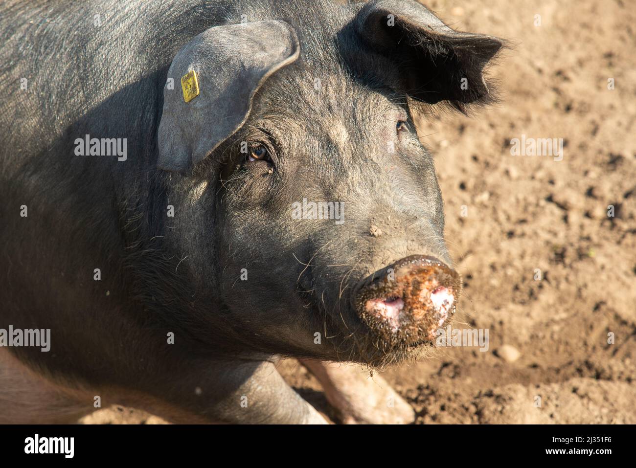 Porcs dans une ferme biologique à Gelderland, Hollande Banque D'Images