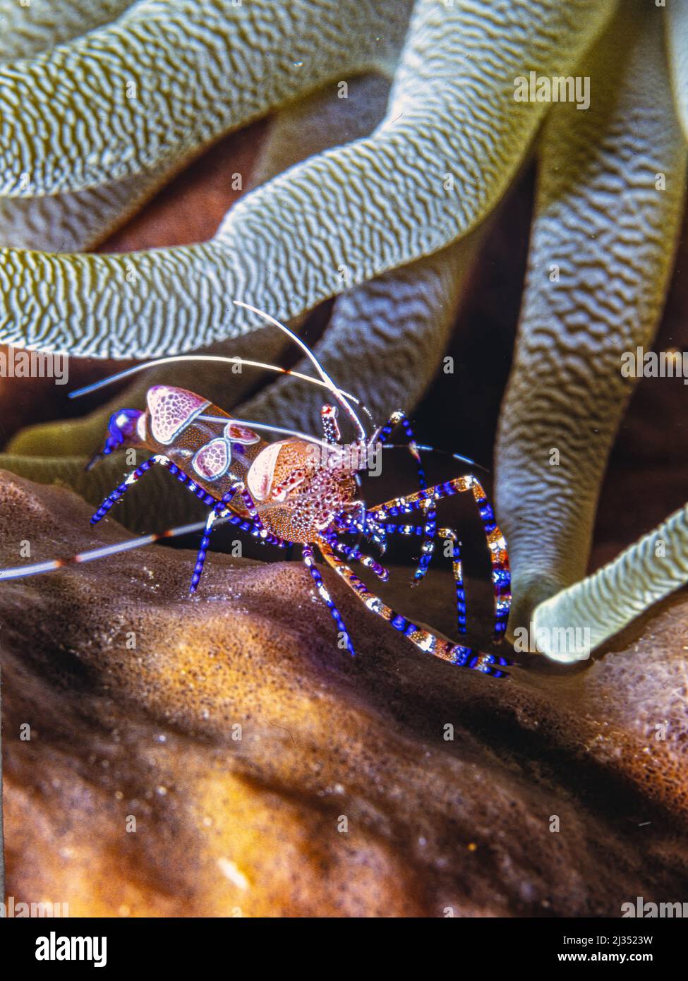 la crevette plus propre tachetée, Periclilènes yucatanicus, est une sorte de crevette plus propre commune à la mer des Caraïbes. Est une sorte de crevette plus propre commune à la C Banque D'Images