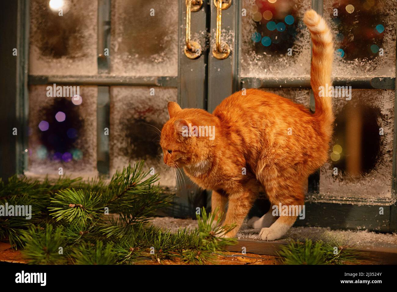 Un beau chat de gingembre marche sur le rebord de la fenêtre près d'une fenêtre enneigée, à l'extérieur de la maison Banque D'Images