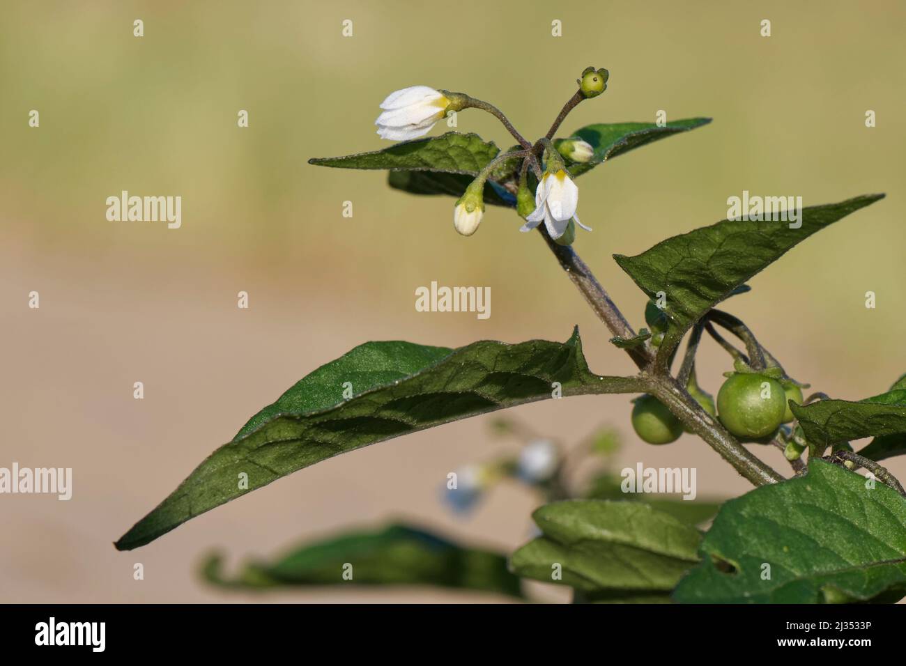 NumShade noir (Solanum nigrum) avec fleurs et baies non mûres sur dune de sable côtière mobile, Merthyr Mawr Warren NNR, Glamourgan, pays de Galles, Banque D'Images