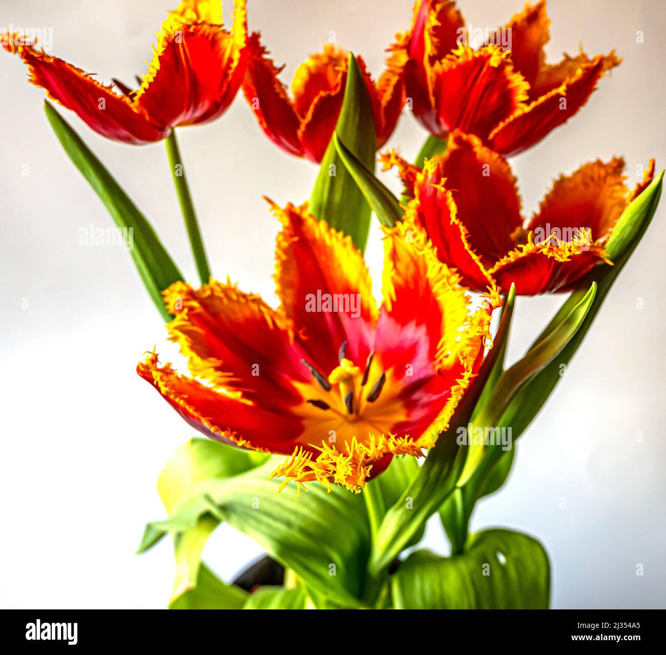 Tulipe au printemps en arrangemnt, rouge et jaune sur fond blanc Banque D'Images