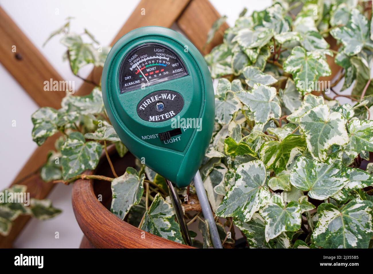 Une plante de maison avec une lumière, humidité et pH-mètre inséré. Banque D'Images