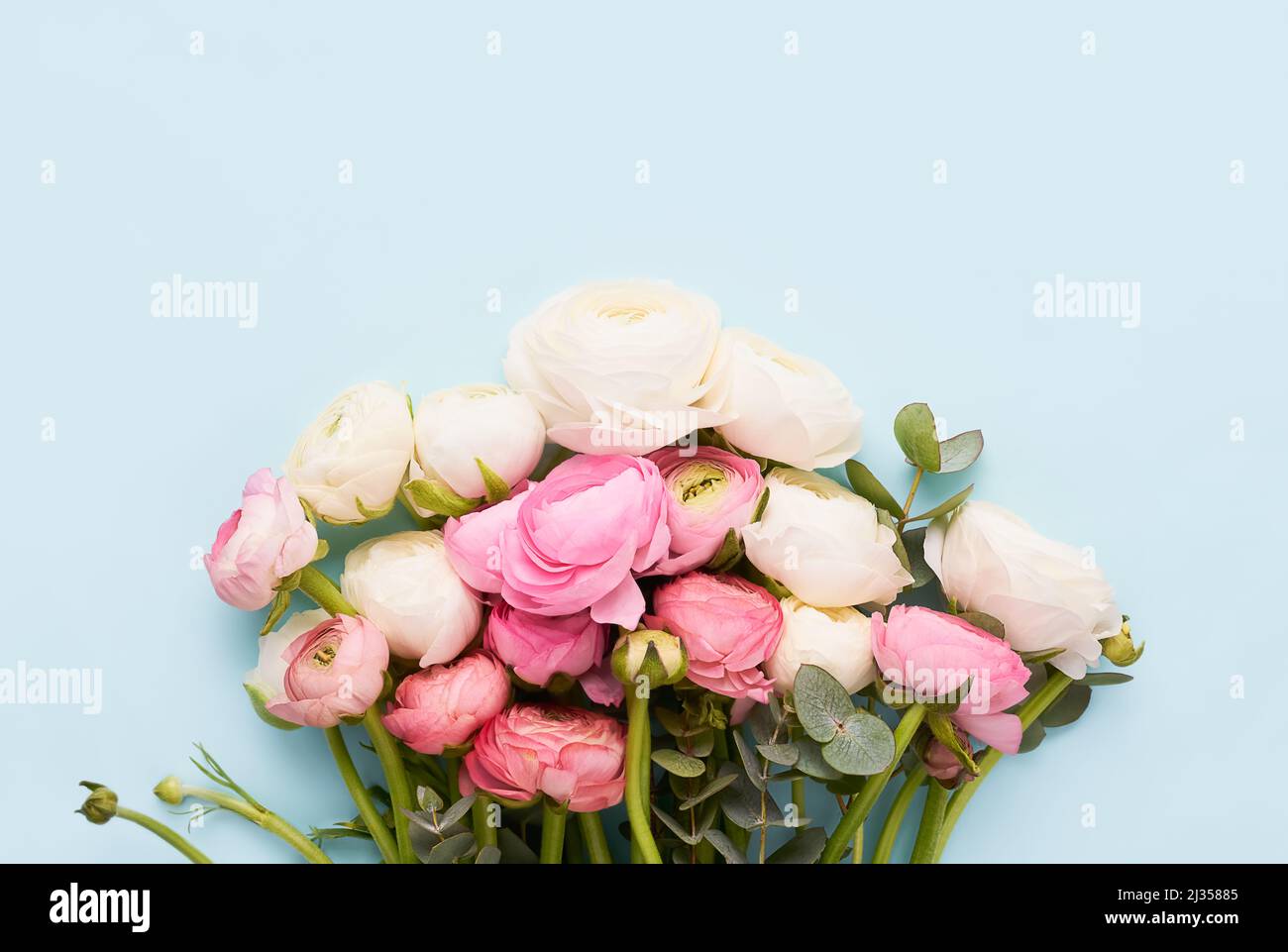 Bouquet de fleurs de ranunculus sur fond bleu. Fête des mères, jour de la Saint-Valentin, concept d'anniversaire Banque D'Images