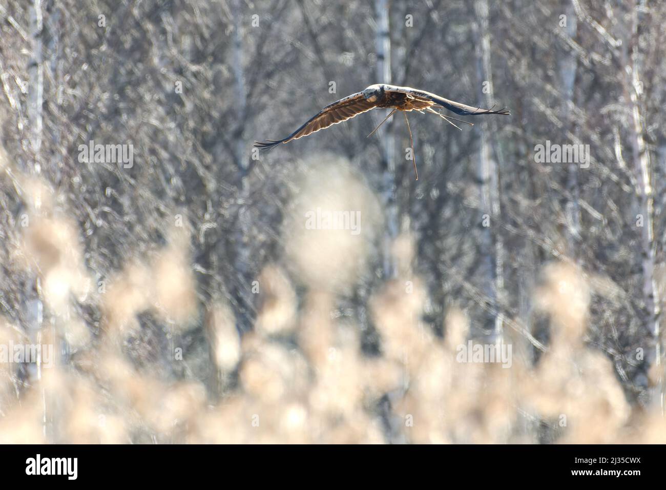 Des femelles de marais de l'Ouest volent dans la forêt de bouleau derrière les roseaux et transportant des roseaux pour le nid le matin du printemps dans l'ouest de la Finlande. Banque D'Images