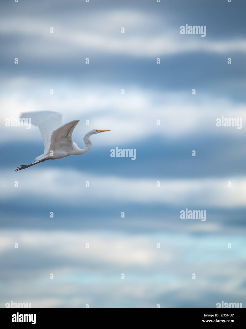 Super Egret survolant Quincy Banque D'Images