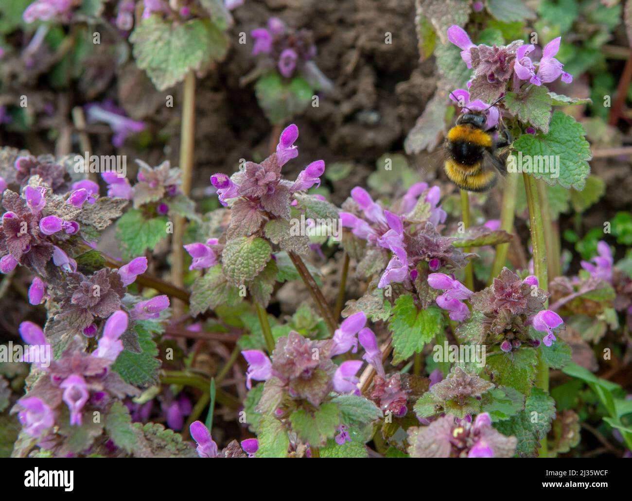 Le Lamium purpueum en fleurs dans le champ. Fleurs violettes d'ortie rouge, d'ortie pourpre ou d'archange violet. Banque D'Images