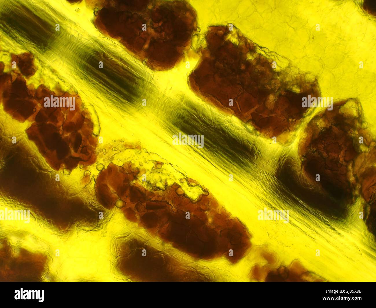 Pelez la banane sous le microscope Banque D'Images
