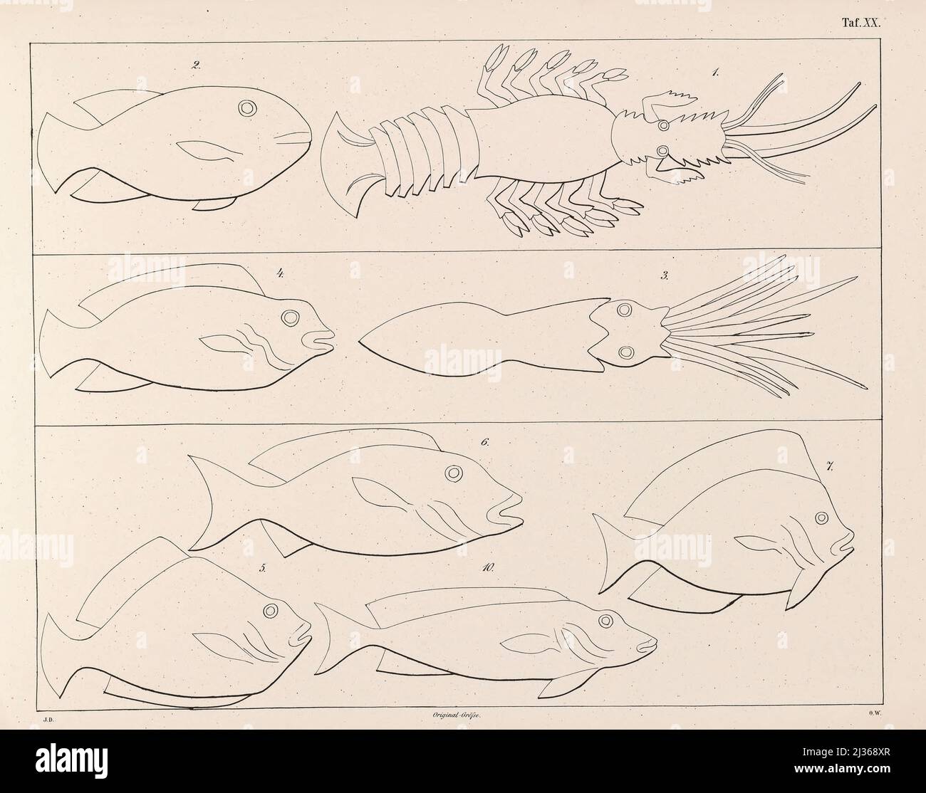 Poissons de la mer Rouge représentés sous les navires du livre ' la flotte d'une reine égyptienne ' du XVII siècle avant notre époque et l'armée égyptienne antique sur le défilé : Représenté sur un monument du même âge, à la fois en certaines parties restaurées et publiées pour la première fois par l'auteur après une copie prise de la terrasse-temple de Dêr-el-Baheri : Avec une annexe contenant les poissons de la mer Rouge dans la taille originale du monument comme ornements sous la flotte, un certain nombre, chronologiquement arrangé, de représentations de navires égyptiens anciens et quelques représentations et inscr Banque D'Images