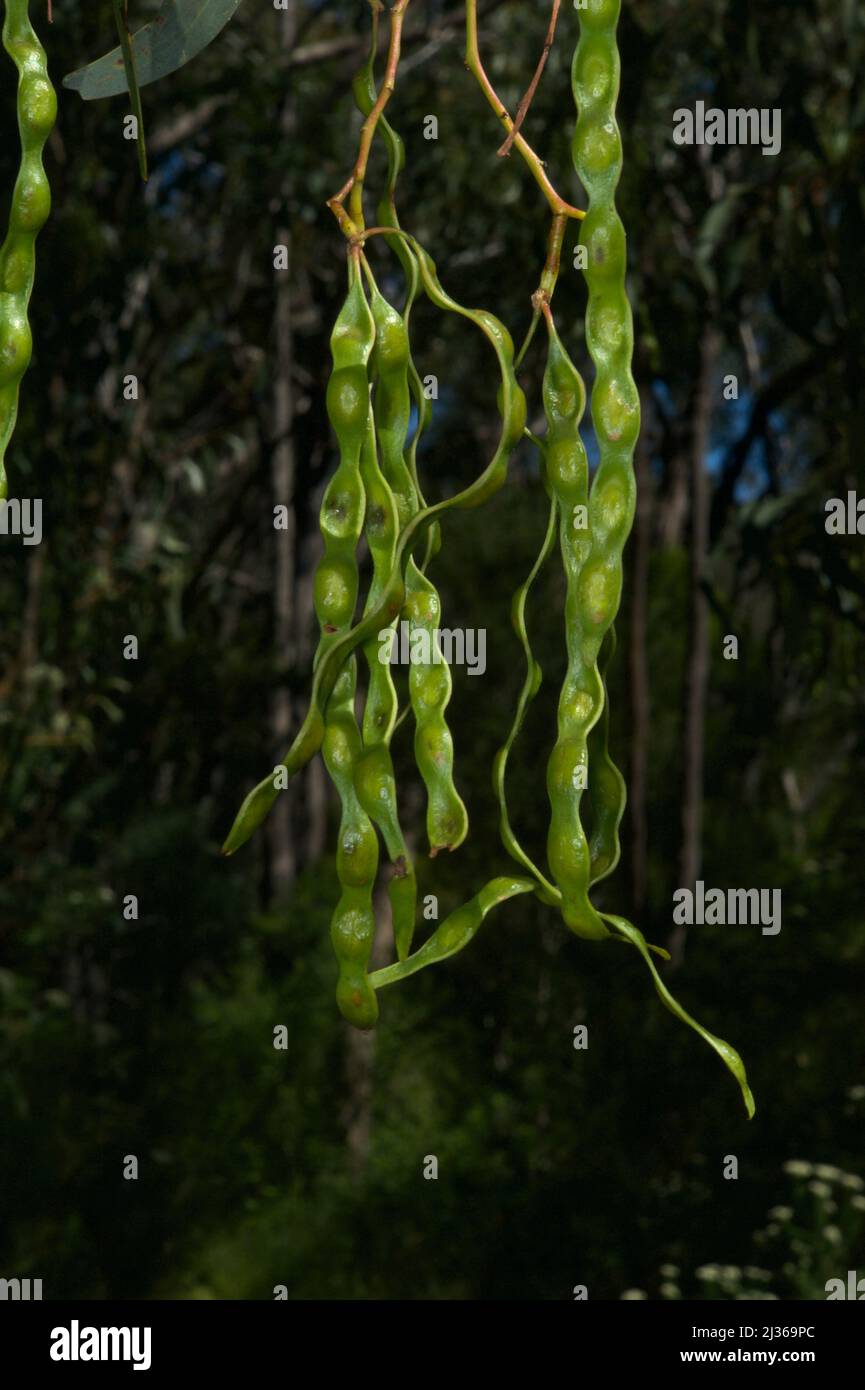 Ce sont les gousses de graines d'un hochet de Blackwood (Acacia melanoxylon). Les fleurs ne sont pas spectaculaires, mais les graines sont! Hochkins Ridge. Banque D'Images