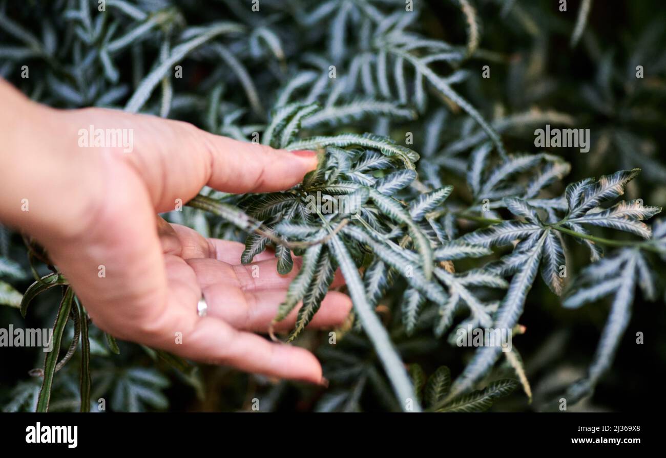 Une main de femme avec des plantes variées Banque D'Images