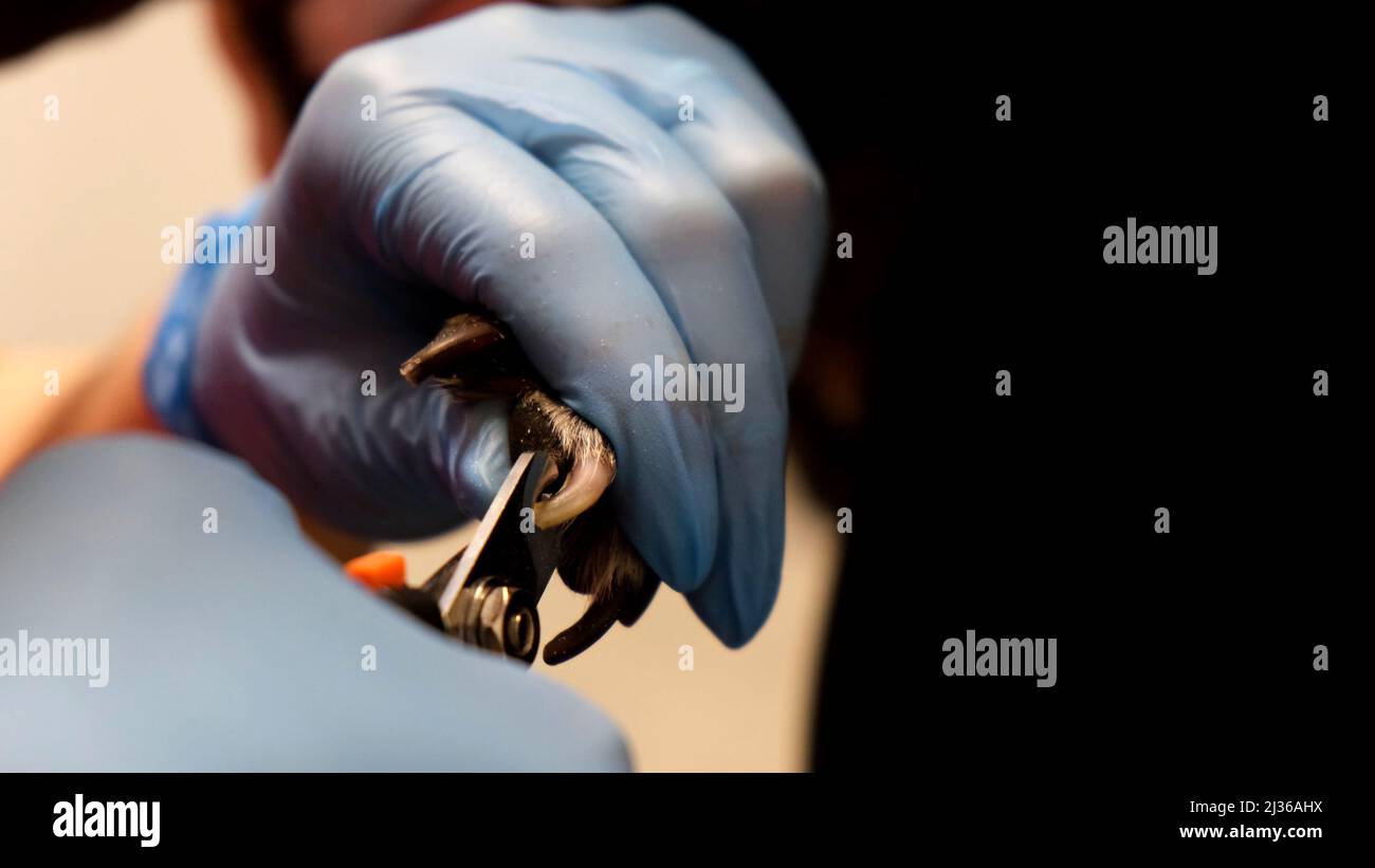 Vétérinaire en gants médicaux coupe les griffes d'un chien dans la clinique. Le concept de médecine vétérinaire, de soins aux animaux, de santé animale, de toilettage, d'animal de compagnie Banque D'Images