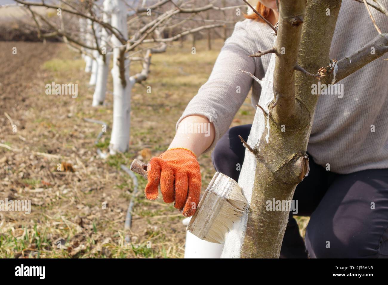 Une fille blanchie un tronc d'arbre dans un jardin de printemps. Blanchi à la chaux des arbres de printemps, protection contre les insectes et les ravageurs. Banque D'Images