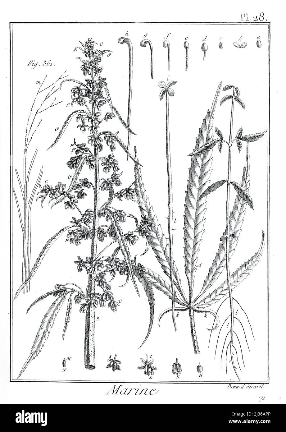 Plante de lin récoltée pour voiliers de l'Encyclopédie methodique Maritime Encyclopédie Editeur Paris : Panckoucke ; Liège : Plomteux en 1787 contenant des dessins et des plans de construction navale, et des illustrations de plaques de matières maritimes dessinées par Benard direxit Banque D'Images