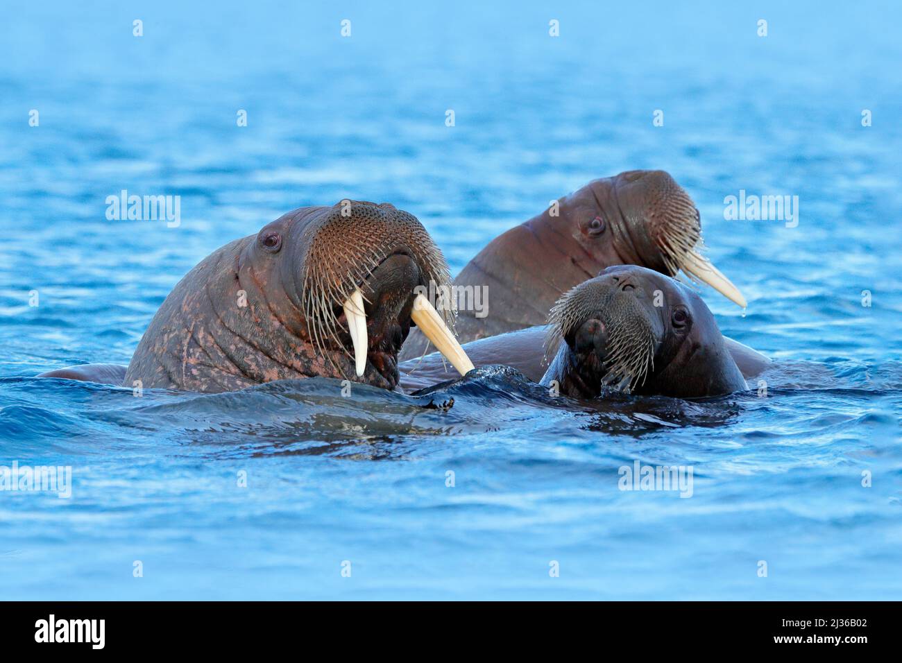 morse-odobenus-rosmarus-grand-mammif-re-marin-bascule-en-eau-bleue