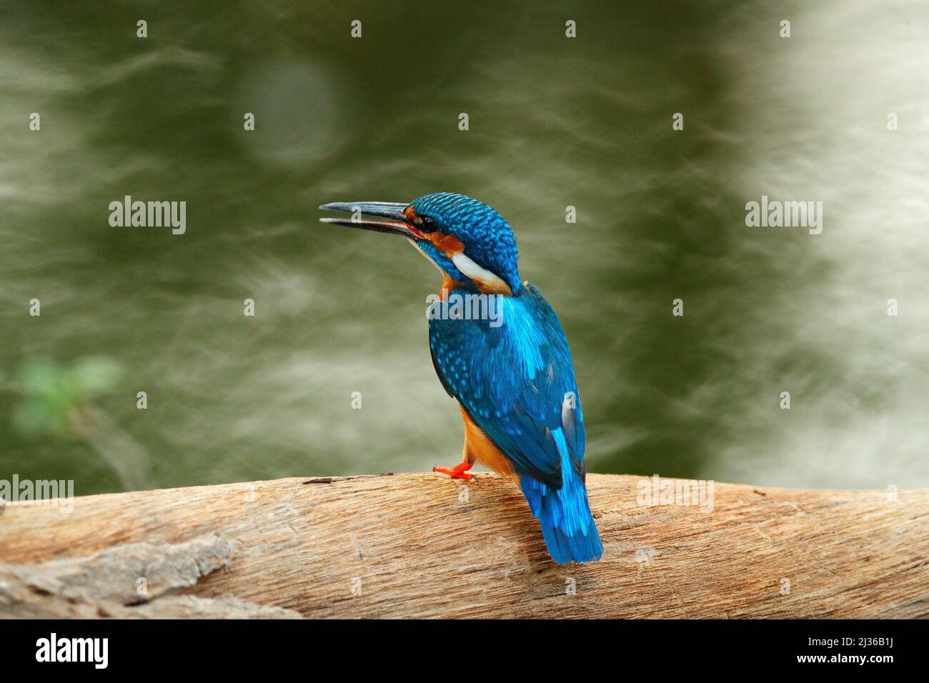 Kingfisher commun assis sur le tronc de l'arbre dans la rivière. Scène sauvage de la nature, Ranthambore, Inde, Asie. Oiseau bleu à la jambe orange, avec surf sur l'eau Banque D'Images