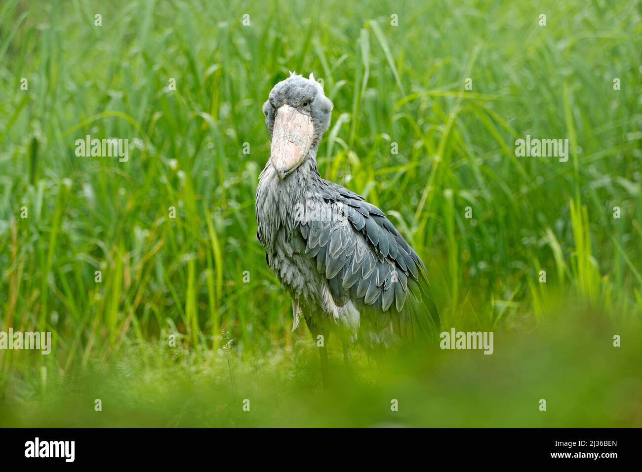 Shoebill, Balaeniceps rex, portrait du grand béak, Congo. Scène détaillée de la faune d'Afrique centrale. Oiseau rare dans la forêt d'herbe verte. Votre facture de service Banque D'Images