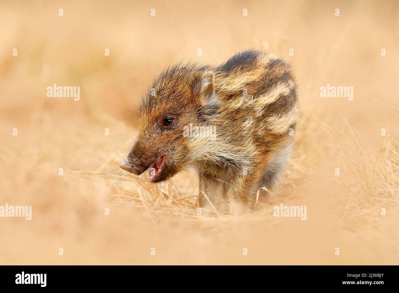 Jeune sanglier, sus scrofa, courant dans la prairie, forêt d'automne rouge en arrière-plan, animal dans l'habitat de l'herbe, France, faune. Portrait de Banque D'Images