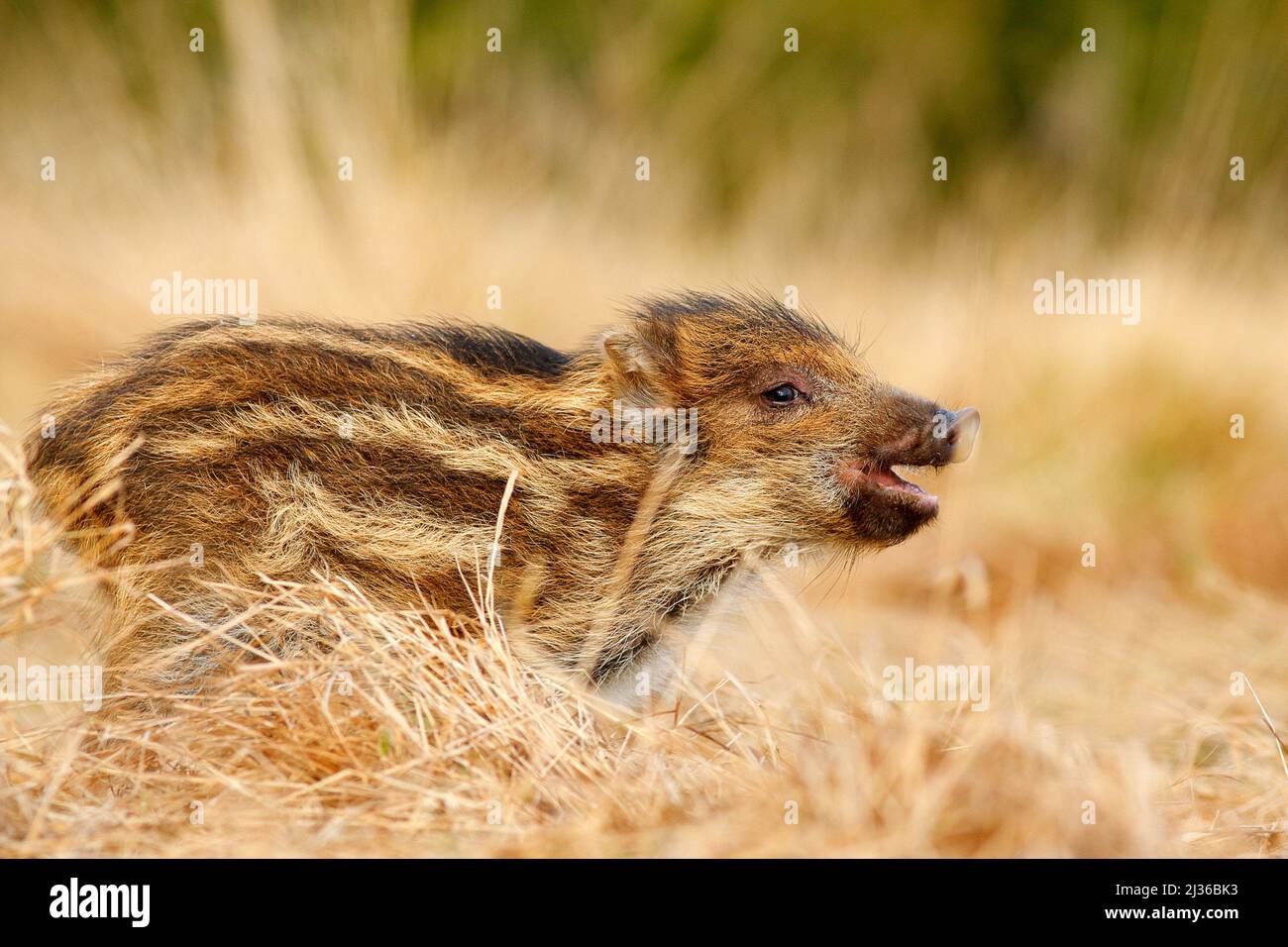 Portrait de porc sauvage, prairie. Jeune sanglier, sus scrofa, courant dans la prairie, forêt d'automne rouge en arrière-plan, animal dans la herbe hab Banque D'Images