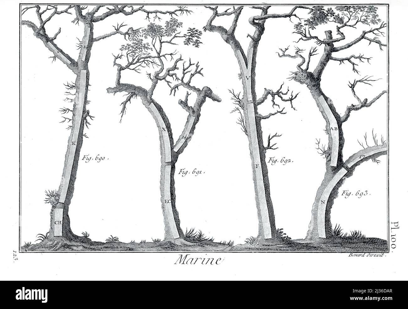 Comment cultiver et utiliser des arbres pour la construction navale de l'Encyclopédie mémoire Maritime Editeur Paris : Panckoucke ; Liège : Plomteux en 1787 contenant des dessins et des plans de construction navale, et des illustrations de matières maritimes des plaques dessinées par Benard direxit Banque D'Images