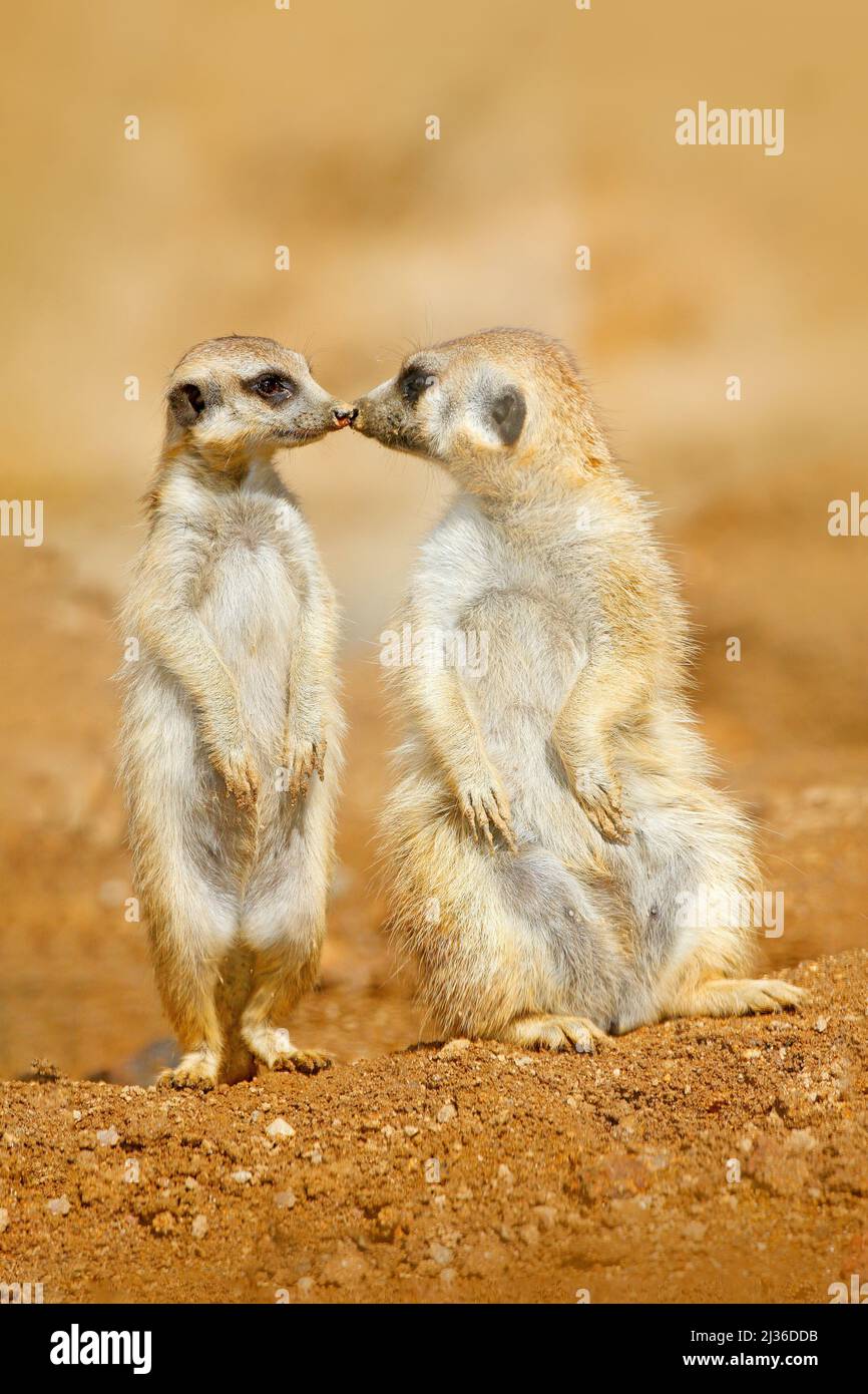 Amour des animaux, baiser dans la nature. Famille d'animaux. Image amusante de la nature africaine. Mignon Meerkat, Suricata suricata, assis sur la pierre. Désert de sable avec s Banque D'Images