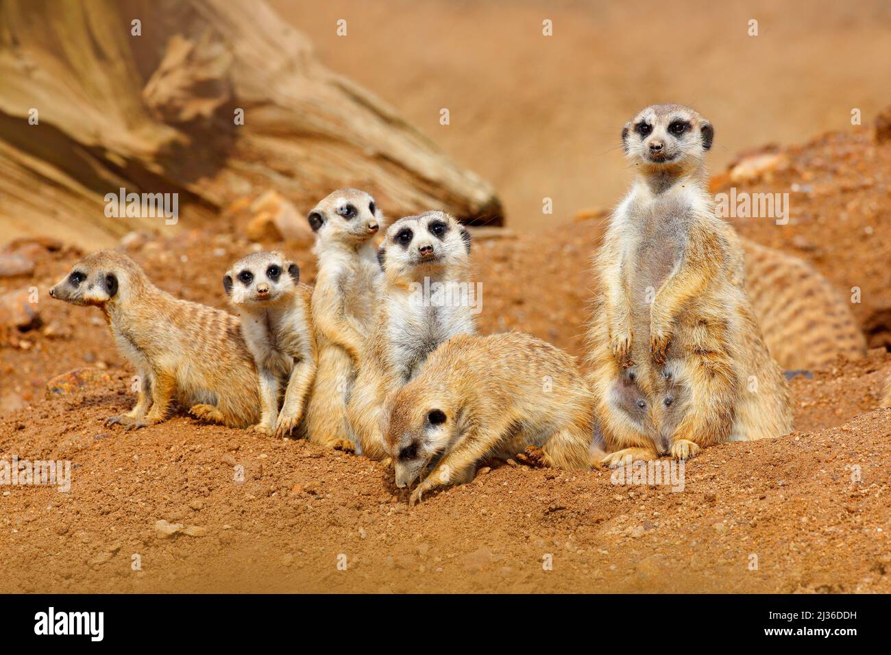 Famille des grands animaux. Image amusante de la nature africaine. Mignon Meerkat, Suricata suricata, assis sur la pierre. Désert de sable avec de petits mammifères. Meerkat fro Banque D'Images
