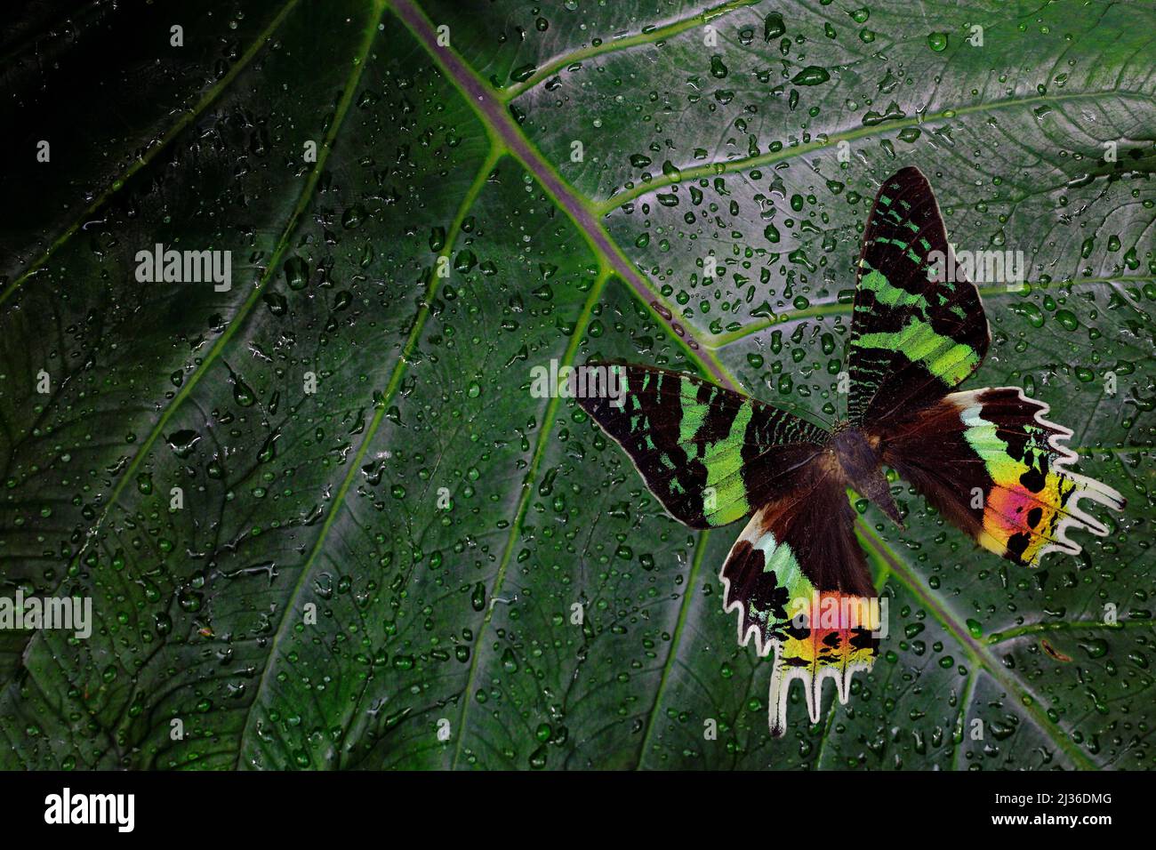 Chrysiridia rhipheus, papillon de soleil malgache, beau papillon vert et noir assis sur des feuilles vertes, endémique à Madagascar. Insecte tropique dans le Banque D'Images