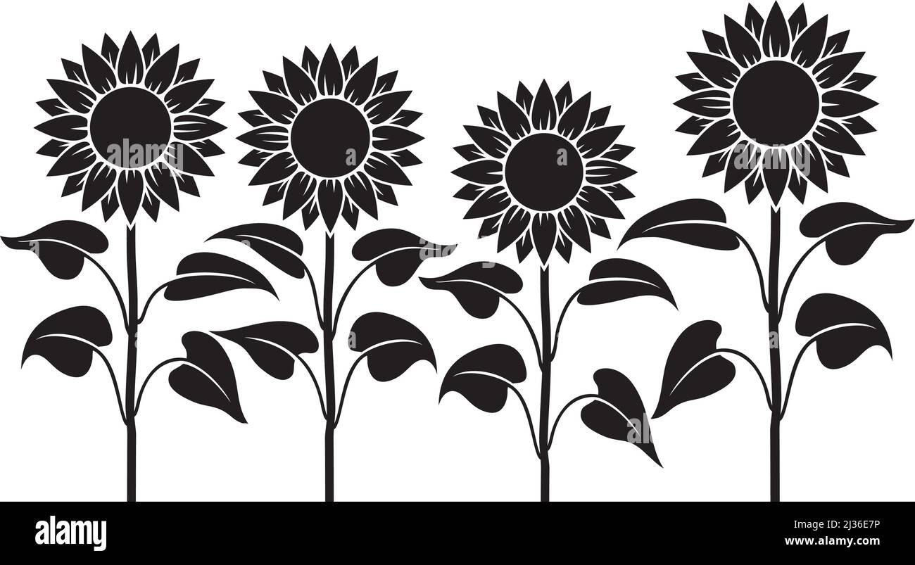 Tige de tournesol noir et blanc. Illustration vectorielle. Illustration de Vecteur