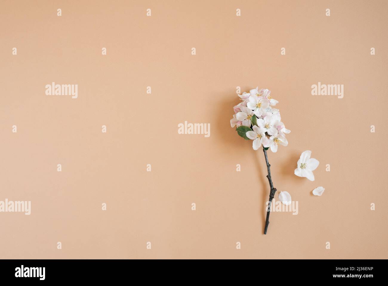 Une branche d'un pommier aux fleurs blanches sur fond beige.Concept de printemps et de carte de vœux.Flat lay, vue de dessus, espace de copie Banque D'Images