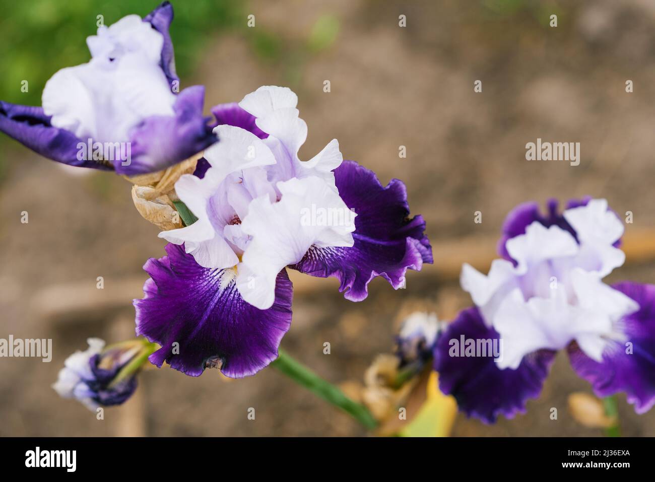 Une belle fleur blanche et pourpre d'un iris barbu dans un jardin d'été en gros plan Banque D'Images