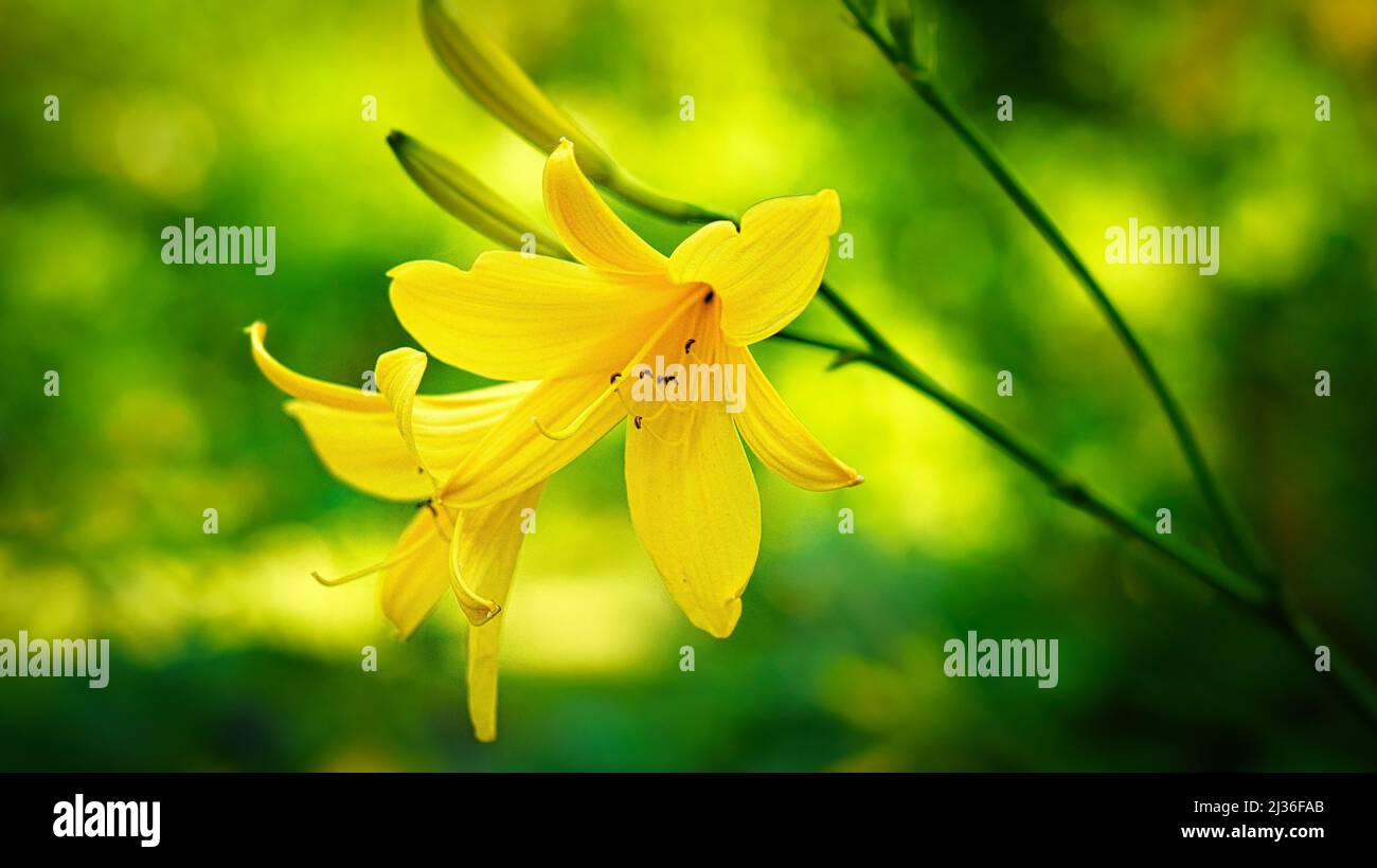 magnifique nénuphar jaune avec beau bokeh. Les feuilles vertes complètent l'harmonie des couleurs. Photos de fleurs. Photo de la nature. Banque D'Images