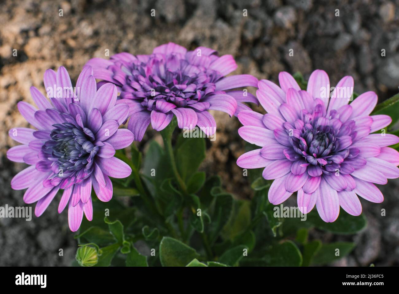 Double fleur violette ostéospermum une couleur dans le jardin Banque D'Images