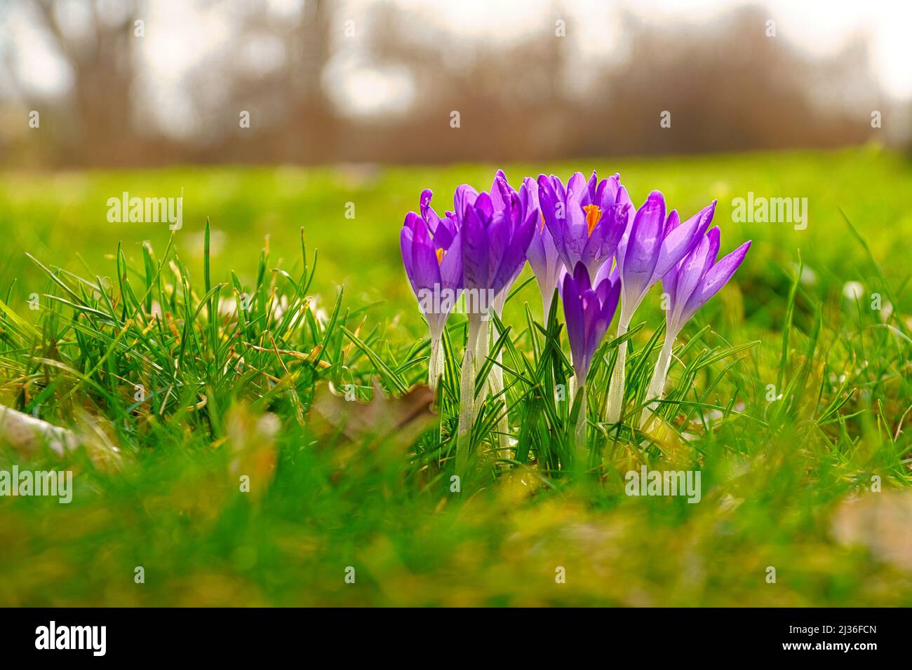 Fleur de crocus sur un pré, délicat et avec un arrière-plan légèrement flou. Représentation détaillée de la fleur. Les plantes en gros plan. Banque D'Images