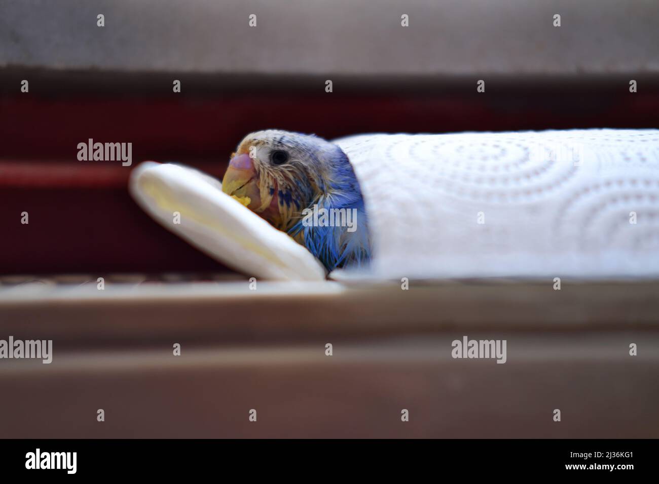 Malade petit bleu amour oiseau, ayant infection fongique. Pose sur une serviette en papier Banque D'Images