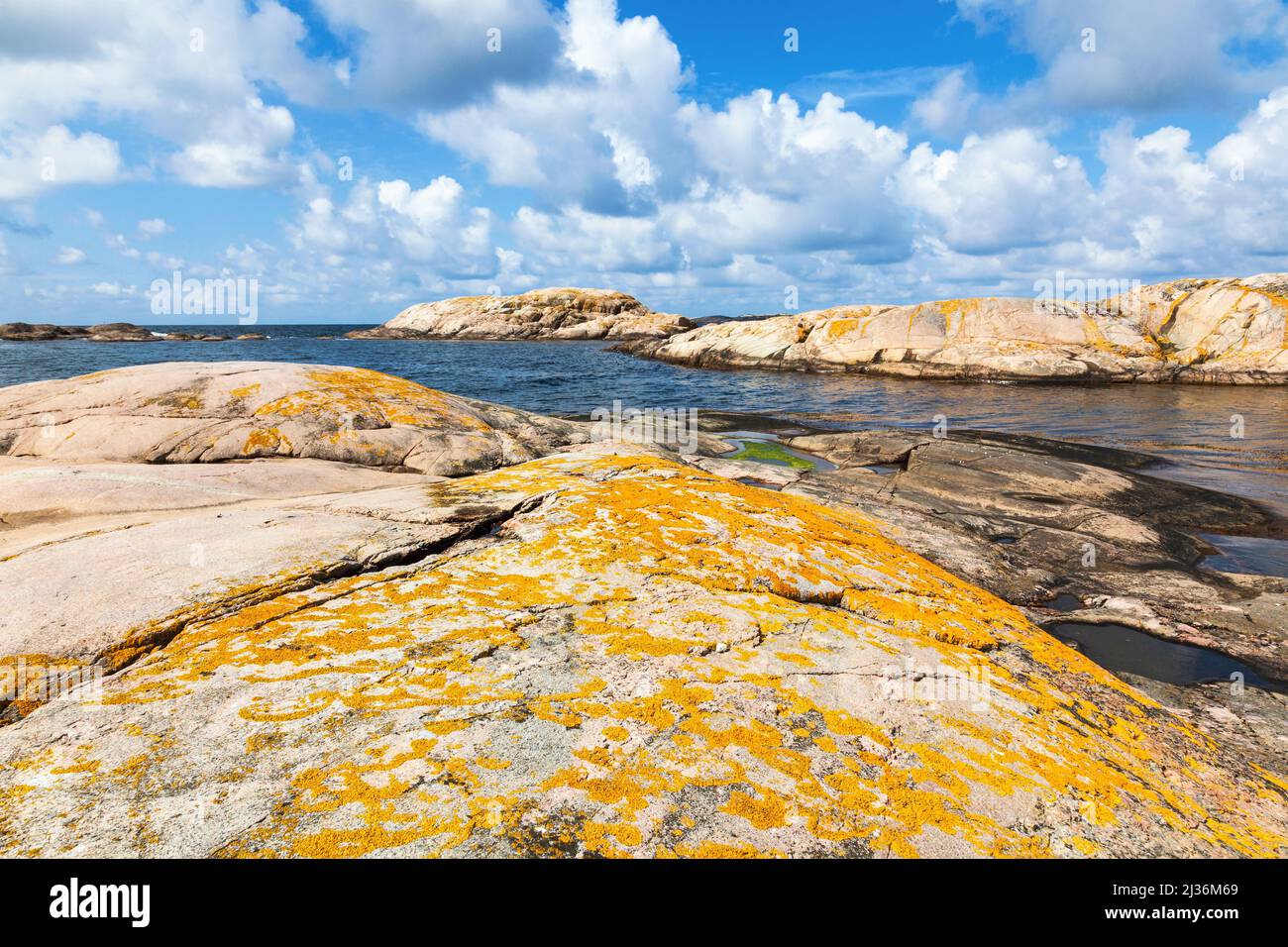 Lichen jaune sur les rochers au bord de la mer Banque D'Images
