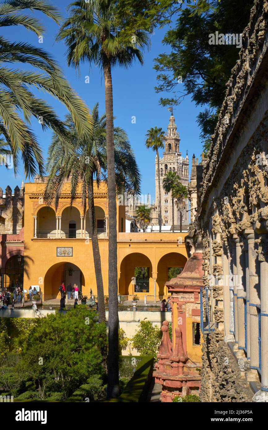 La Giralda du jardin du vrai palais Alcazar, Séville, Andalousie, Espagne Banque D'Images