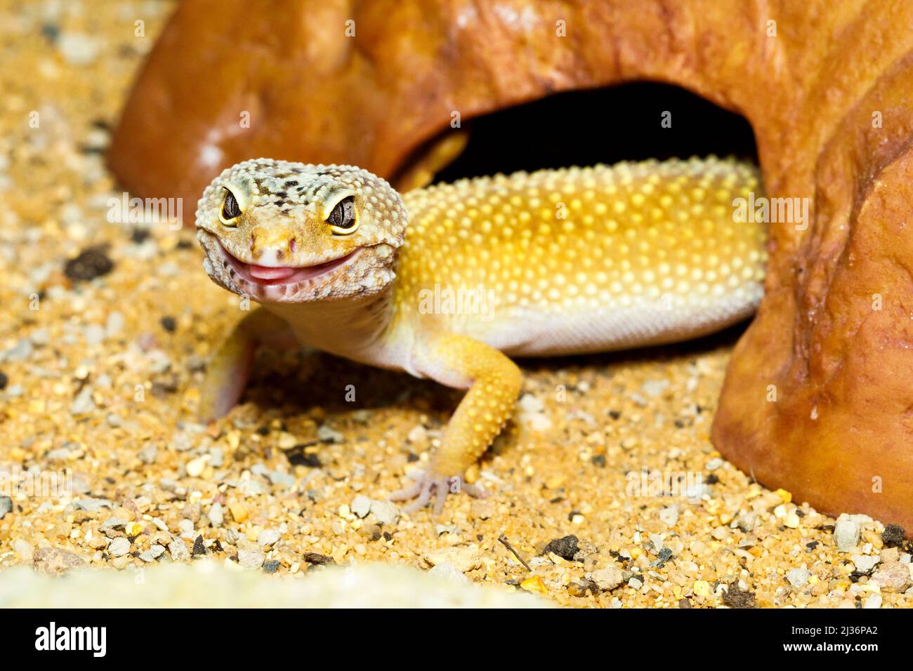 Gecko léopard (Eublepharis macularius) Banque D'Images