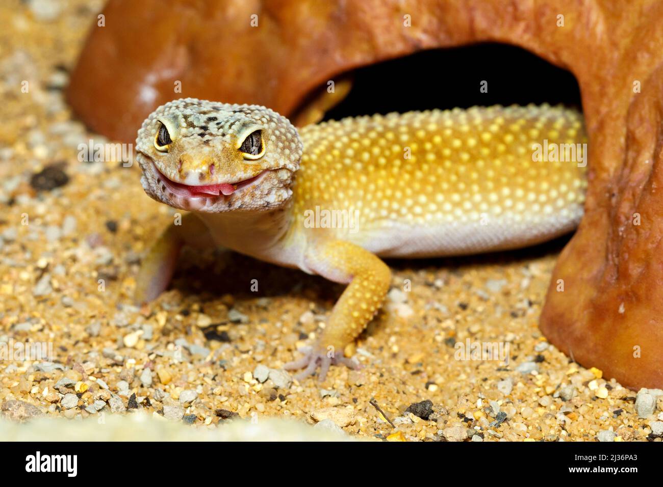 Gecko léopard (Eublepharis macularius) Banque D'Images