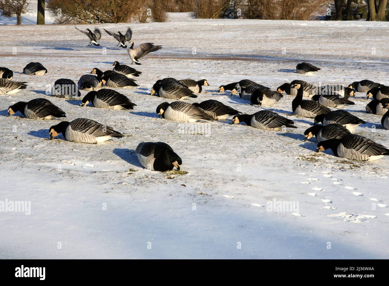 Helsinki, Finlande. 6 avril 2022. Bernaches de la bernache migratrice, branta leucopsis, qui se fourragent dans l'herbe neigeuse du parc d'Helsinki, en Finlande, en avril 2022, alors que l'hiver revenait avec les chutes de neige dans tout le pays. Les oiseaux sont assis dans la neige pour rester au chaud. Banque D'Images