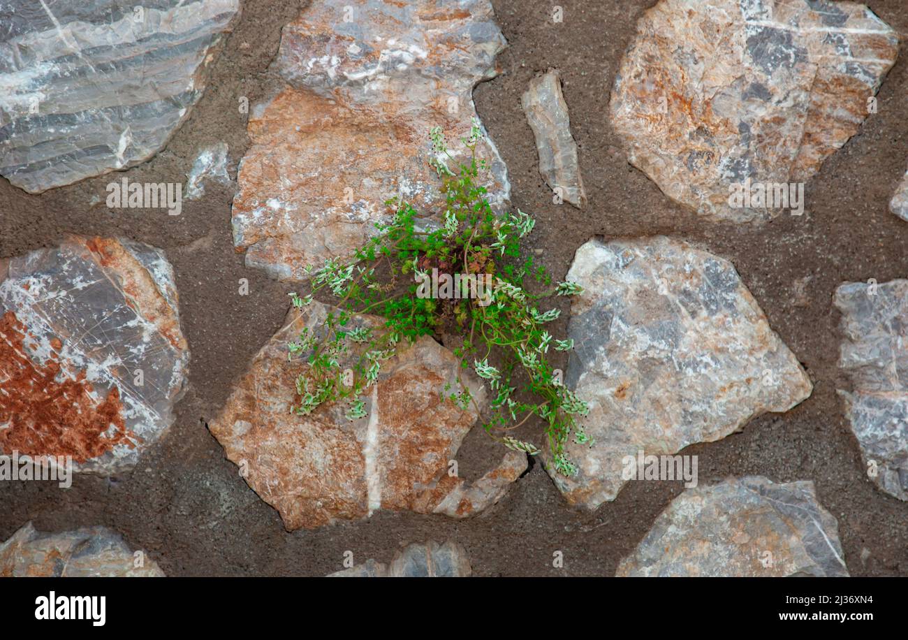 Le concept de la vie continue. Même dans les temps les plus difficiles. Plante poussant à partir d'un mur de pierre. Banque D'Images