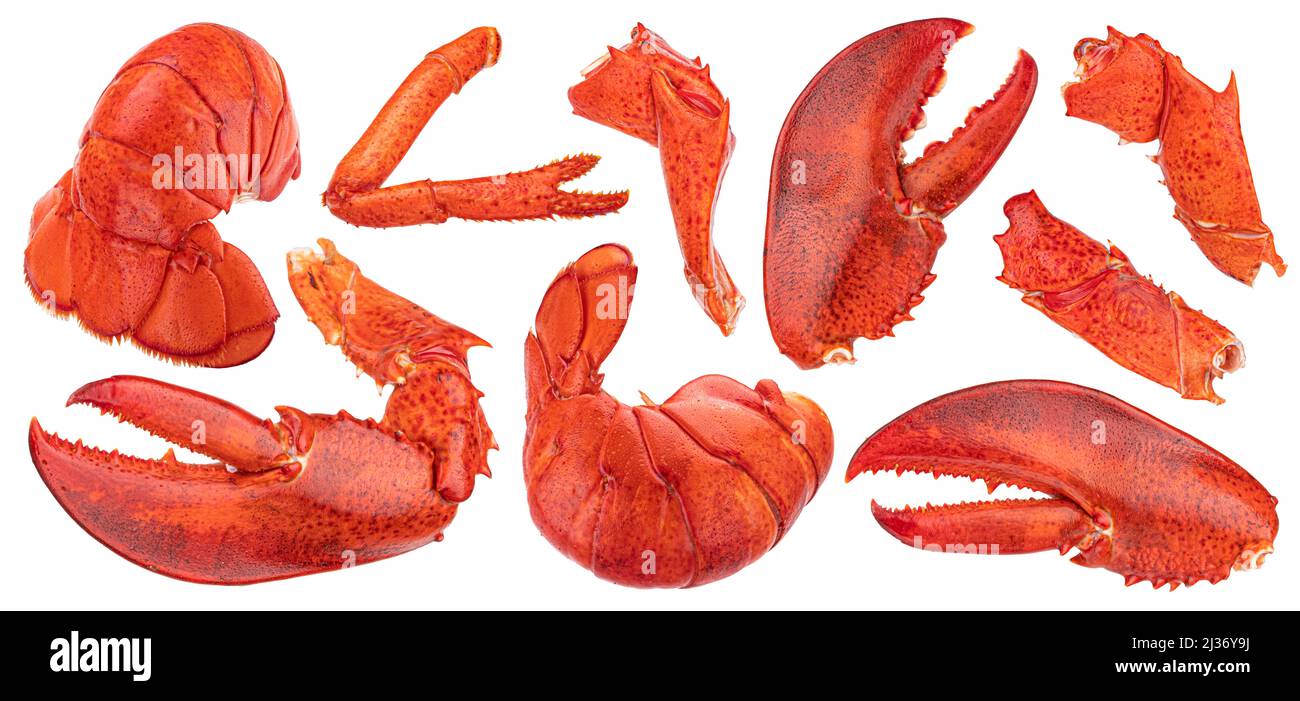 Griffe de homard, queue, jambe isolée sur fond blanc Banque D'Images