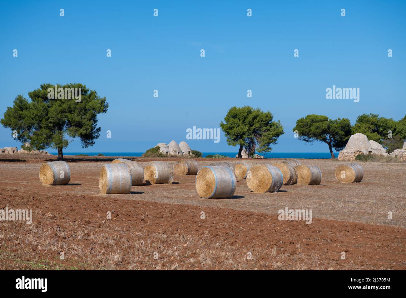 Petits trulli dans les champs cultivés le long de la côte Adriatique Banque D'Images
